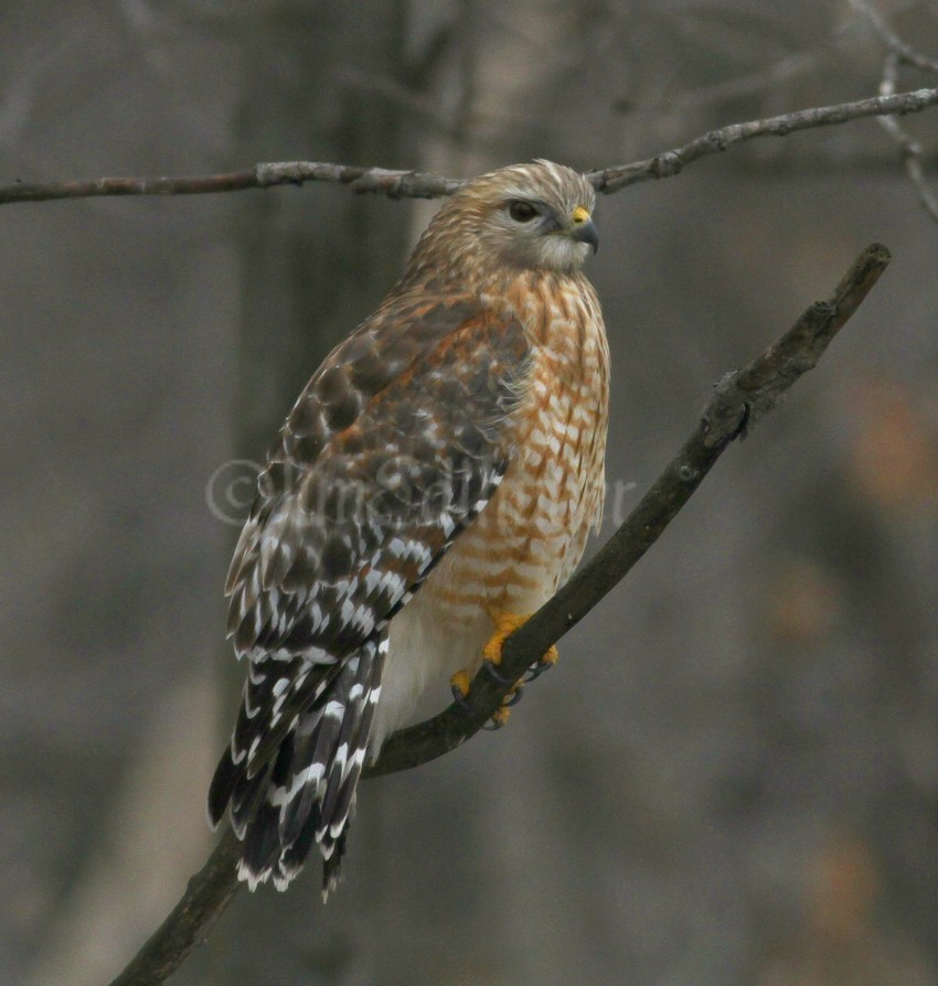 Red-shouldered Hawk