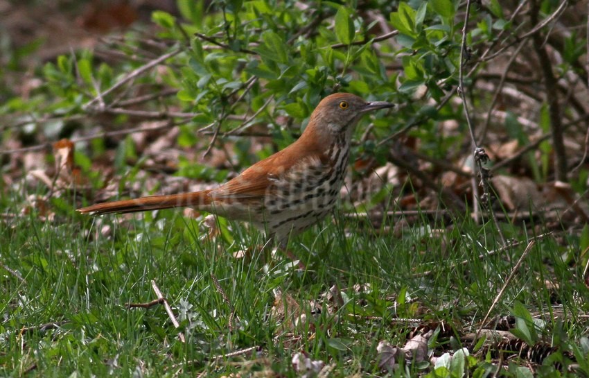 Brown Thrasher Sheridan Park