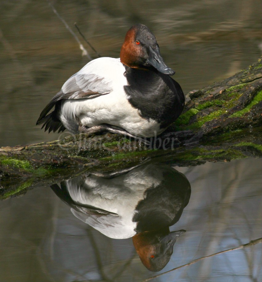 Reflections of a Canvasback Duck!