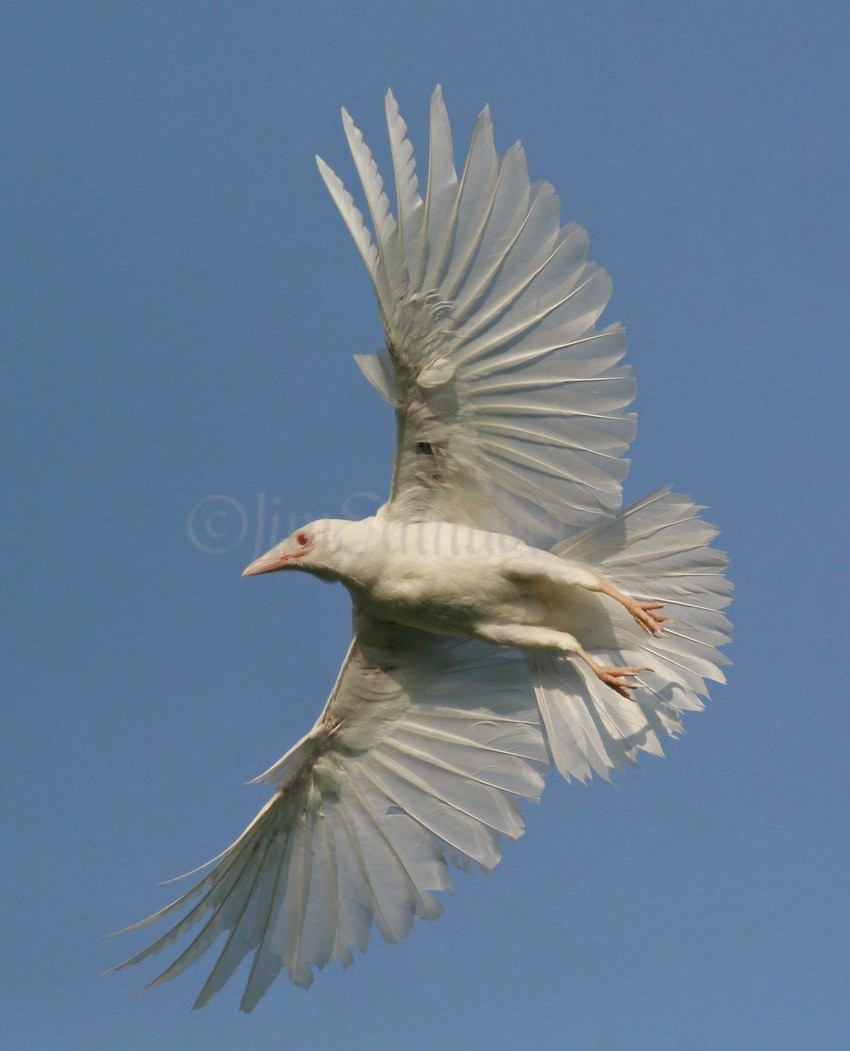 Albino American Crow Archives - Window to Wildlife - Photography by Jim