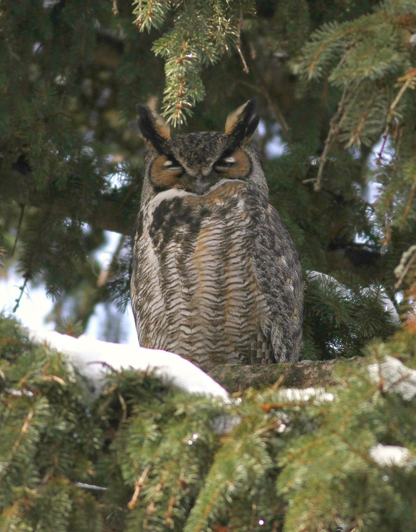 Great Horned Owls, a Nesting Pair in Milwaukee County Wisconsin on February 14, 2019 Window to