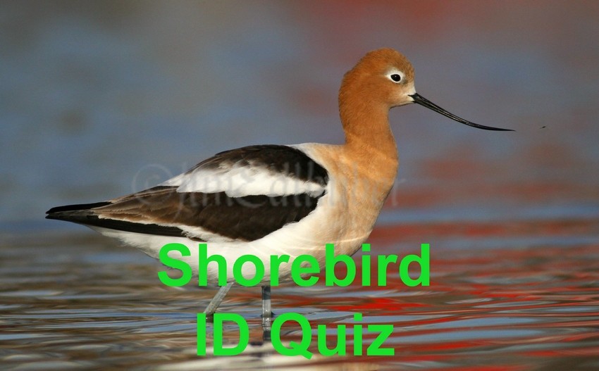 Shore Bird Identification Chart