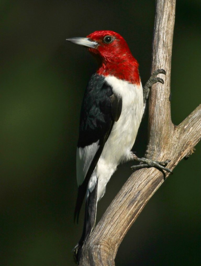 Red-headed Woodpeckers in Marquette County Wisconsin on July 20, 2020
