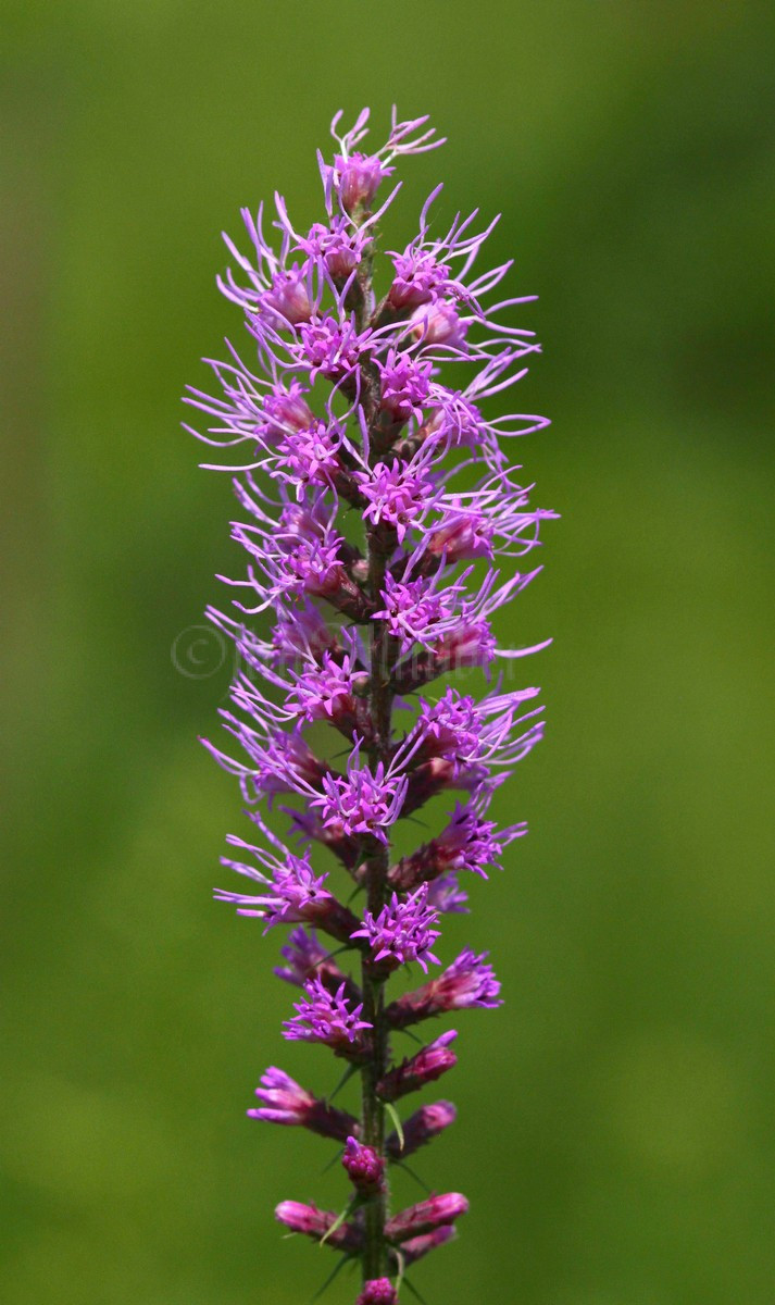 Wisconsin Native Wildflowers Archives Window to Wildlife