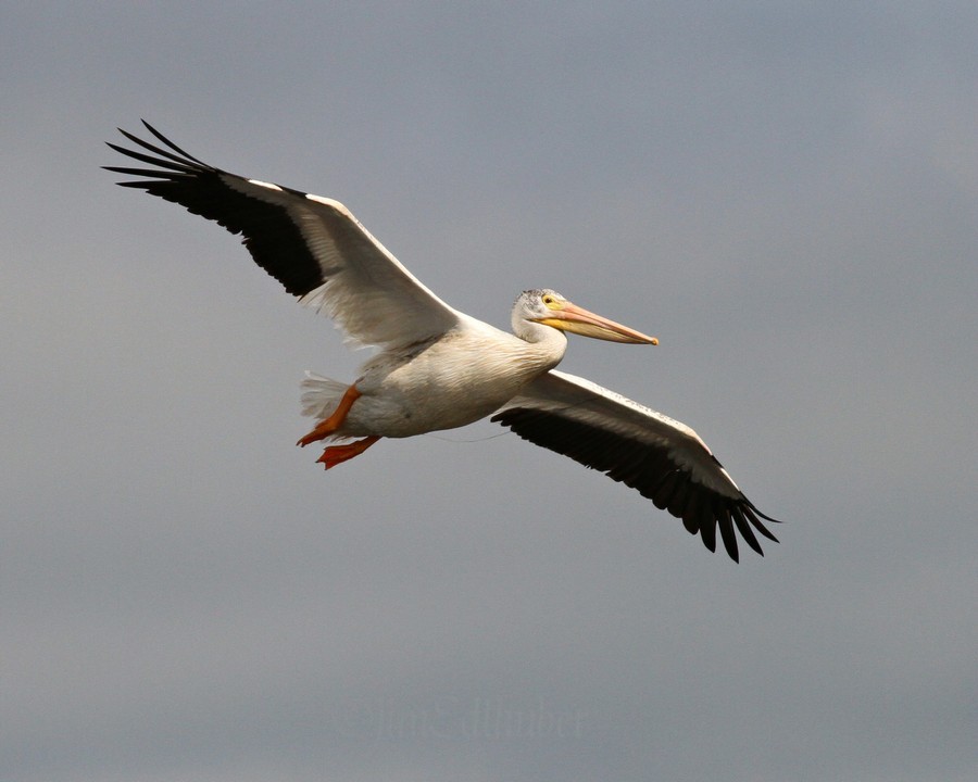 Juvenile American White Pelican