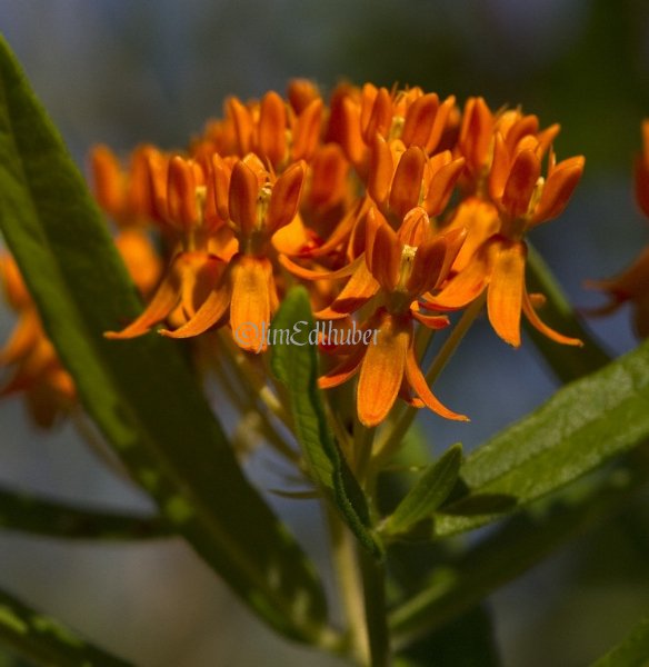 Butterfly Plant Milkweed, Asclepias tuberosa