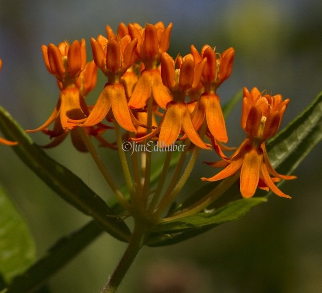 Butterfly Plant Milkweed, Asclepias tuberosa