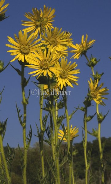 Compass Plant, Silphium laciniatum