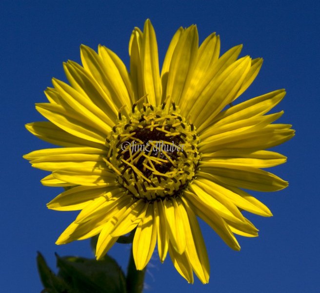 Compass Plant, Silphium laciniatum