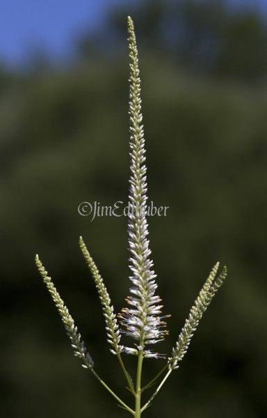 Culver's Root, Veronicastrum virgincum