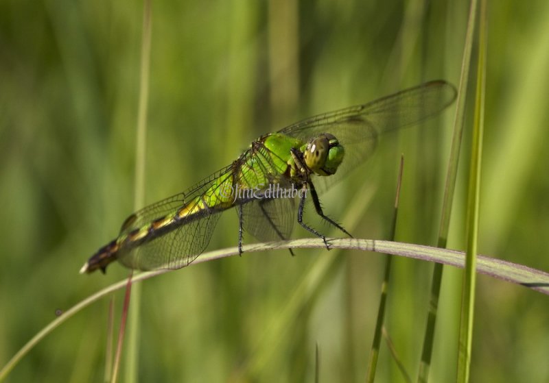 Eastern Pondhawk, Erythemis simplicicollis