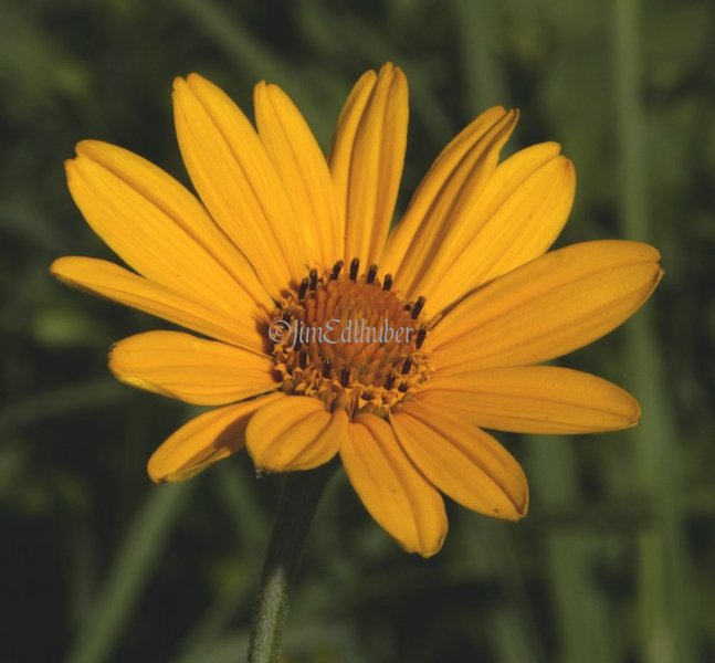 False Sunflower, Heliopsis helianthoides