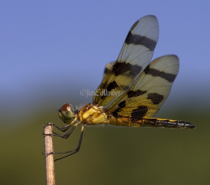 Halloween Pennat, Celithemis eponina