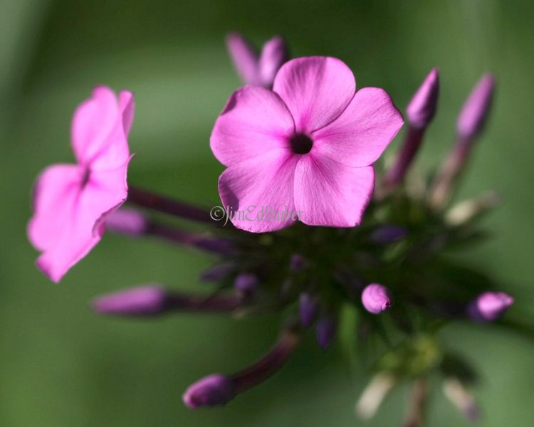 Marsh Phlox, Phlox glaberrima