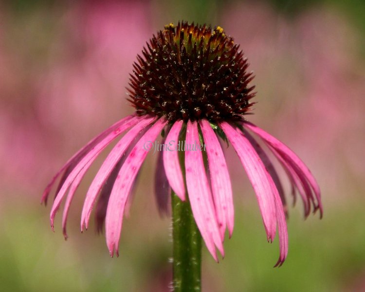 Pale Purple Coneflower, Echinacea pallida