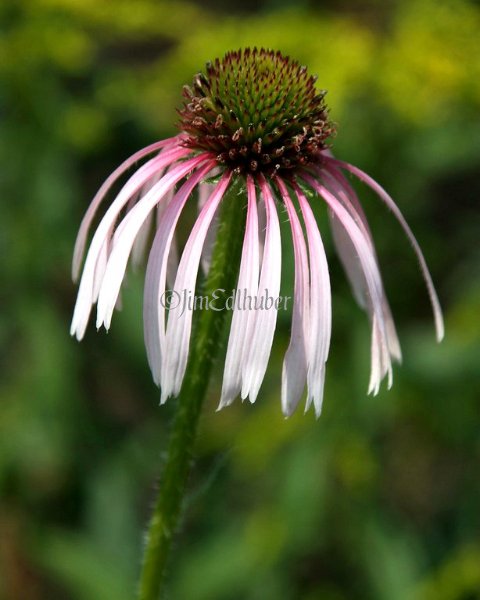 Pale Purple Coneflower, Echinacea pallida