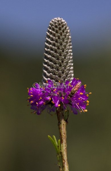 Purple Prairie Clover, Petalostemum purpureum