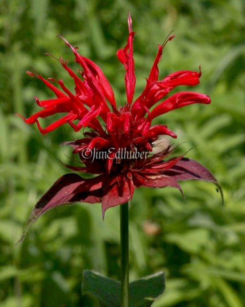 Red Beebalm, Monarda didyma