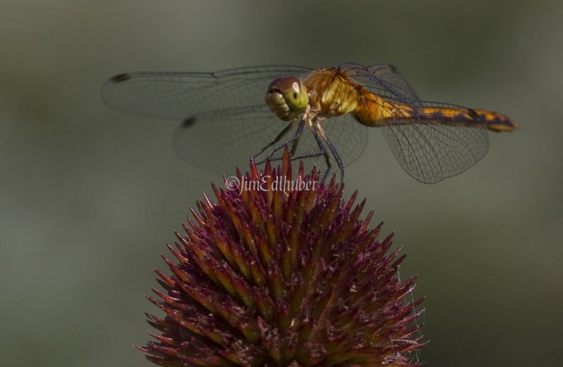 Ruby Meadowhawk, Sympetrum rubicundulum