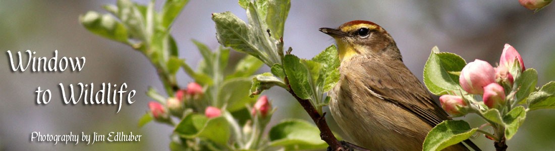 Window to Wildlife – Photography by Jim Edlhuber