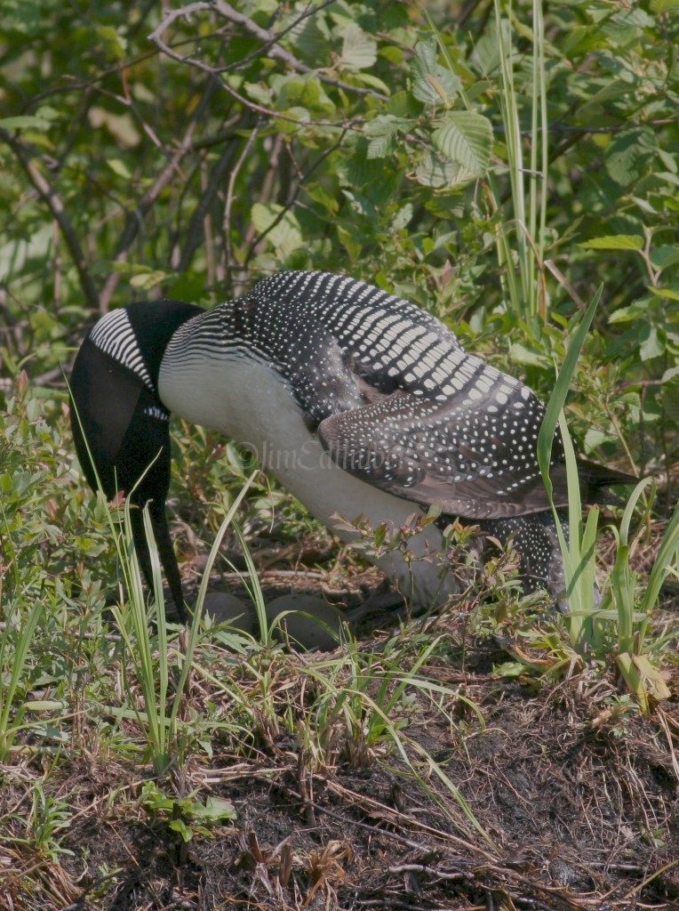 Common Loon @ Window to Wildlife