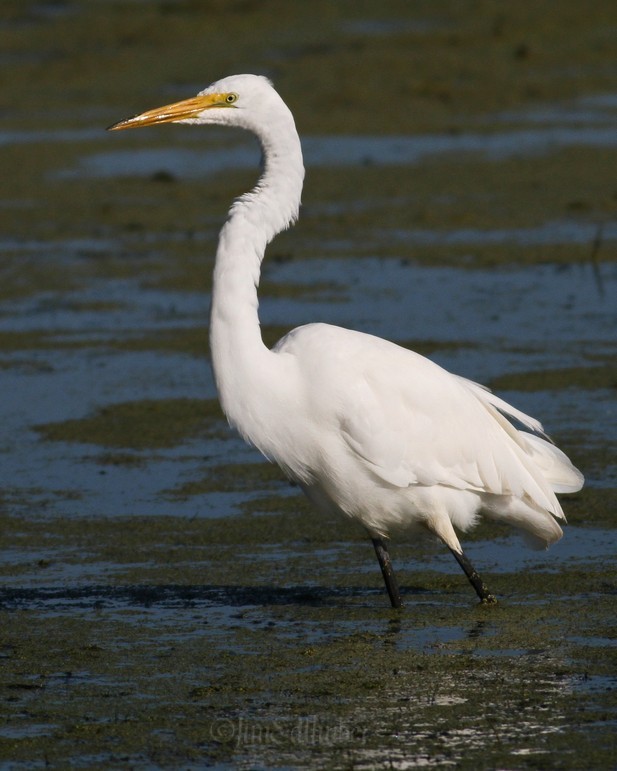 Great Egret at Horicon Marsh