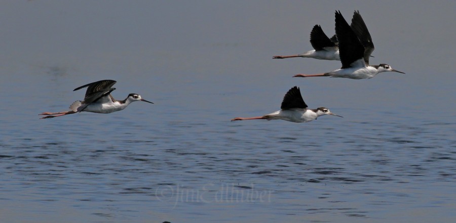 Black-necked Stilts at Horicon Marsh