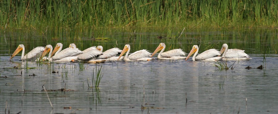Juvenile American White Pelicans at Horicon Marsh