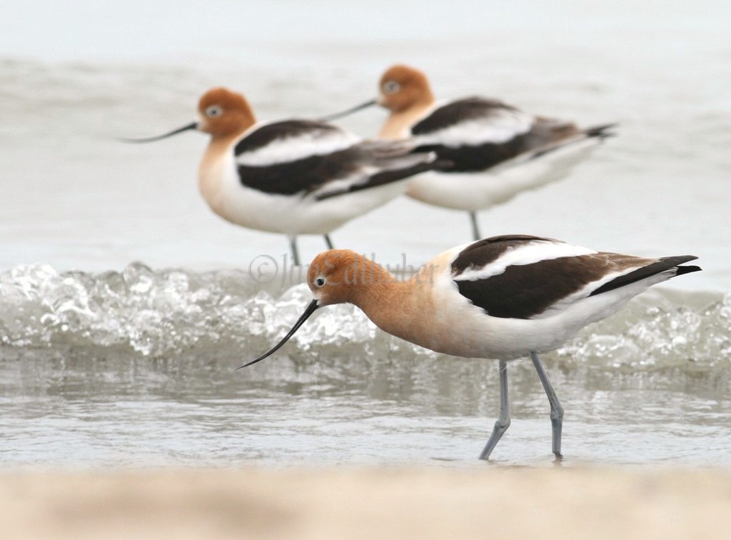 American Avocet @ Window to Wildlife