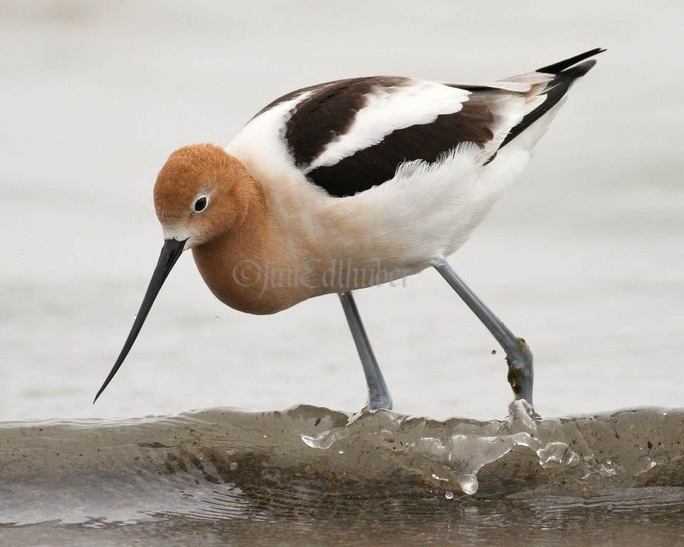 American Avocet @ Window to Wildlife