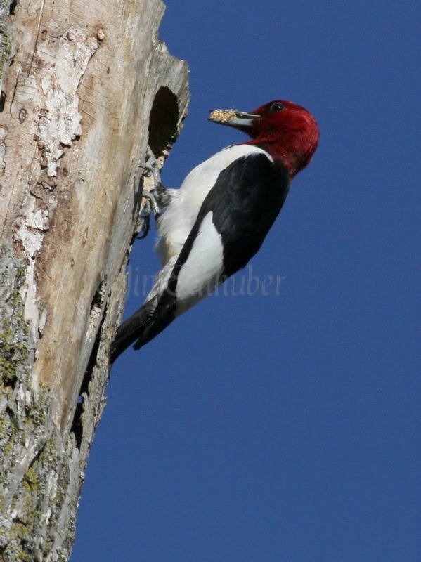 An adult doing some work on the nest hole