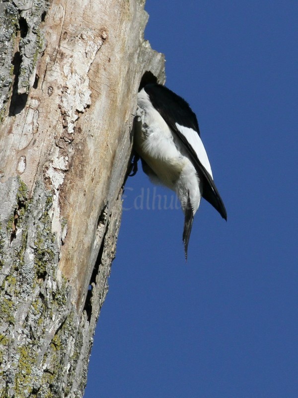 An adult doing some work on the nest hole