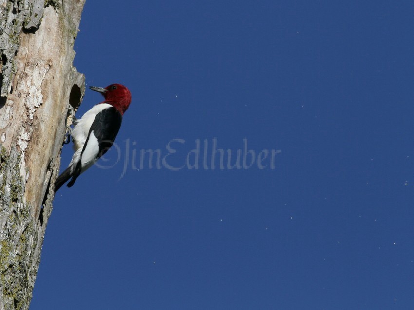 An adult doing some work on the nest hole