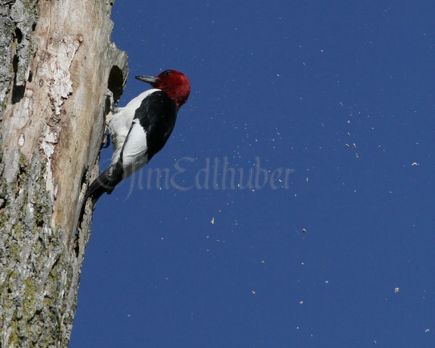 An adult doing some work on the nest hole