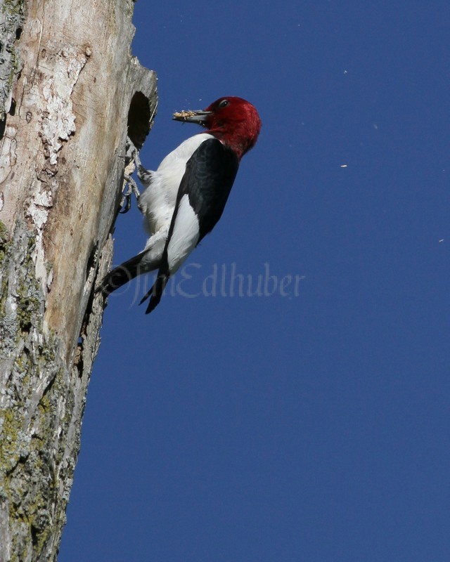 An adult doing some work on the nest hole