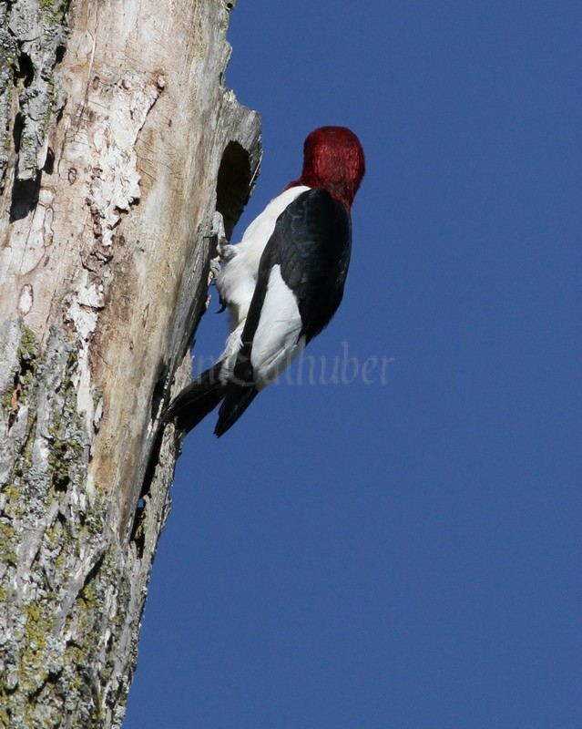 An adult doing some work on the nest hole