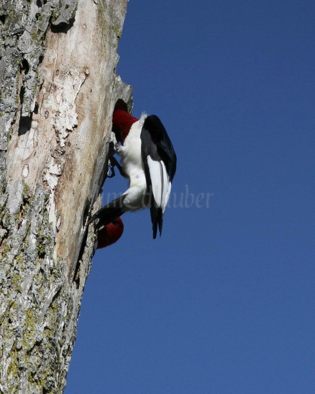 Both adults doing some work on the nest hole