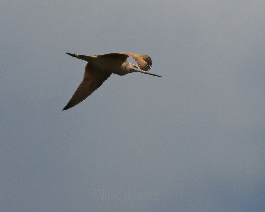 Marbled Godwit