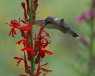 Ruby-throated Hummingbird on Cardinal Flower