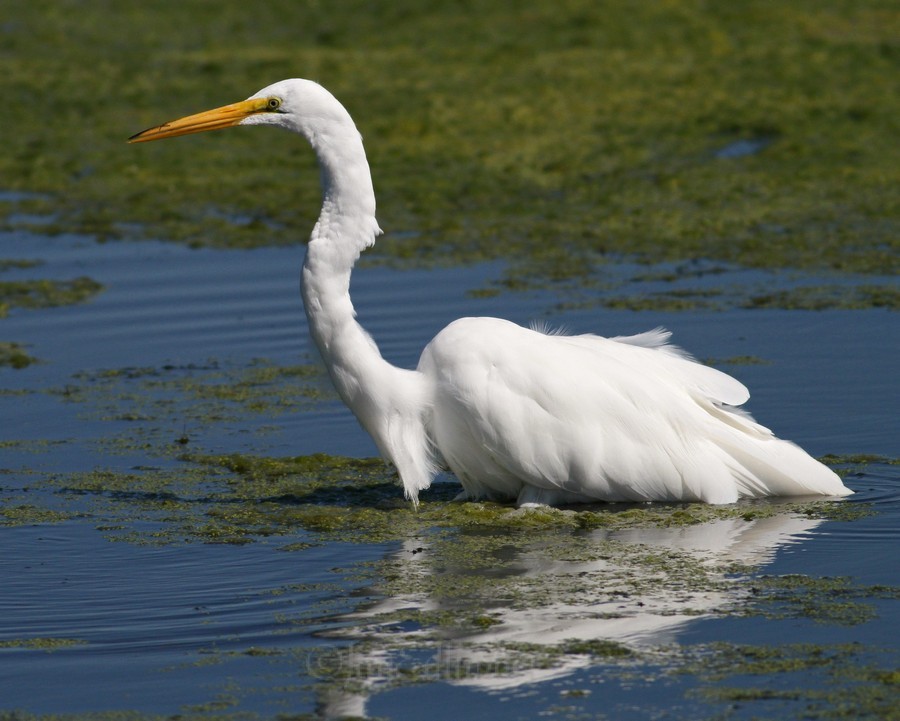 Great Egret