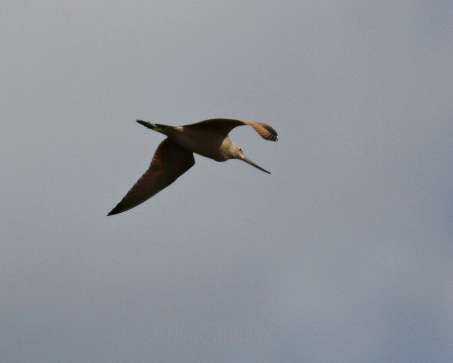 Marbled Godwit