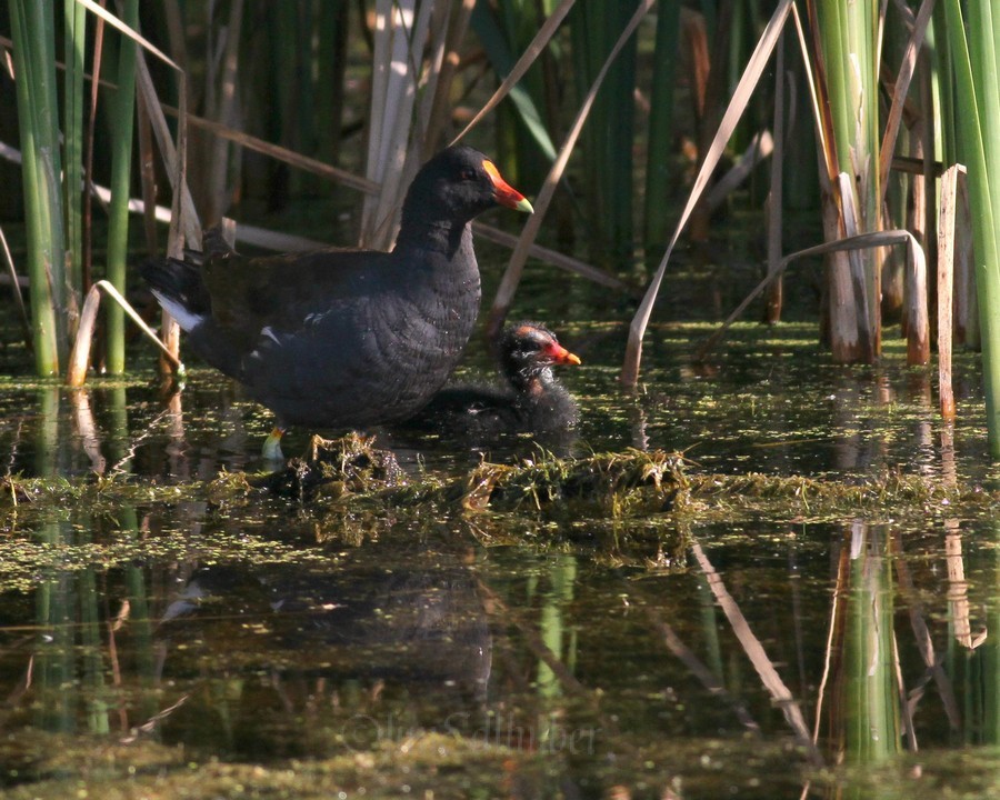Common Moorhen with young