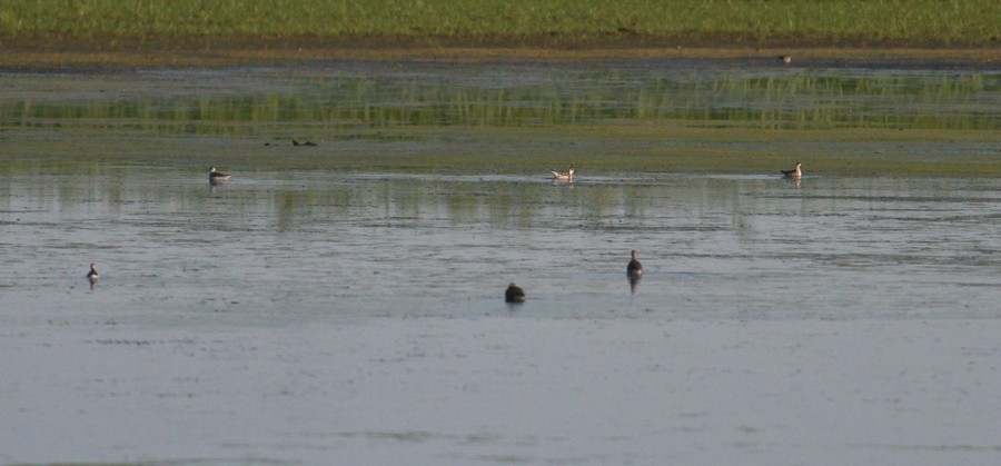 Red-necked Phalaropes