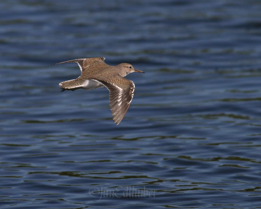 Spotted Sandpiper