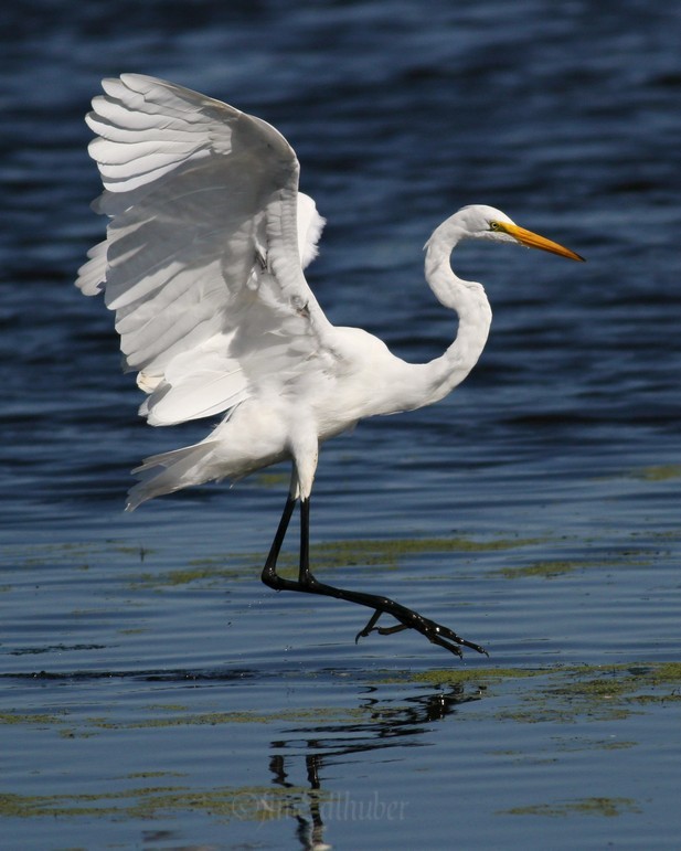 Great Egret