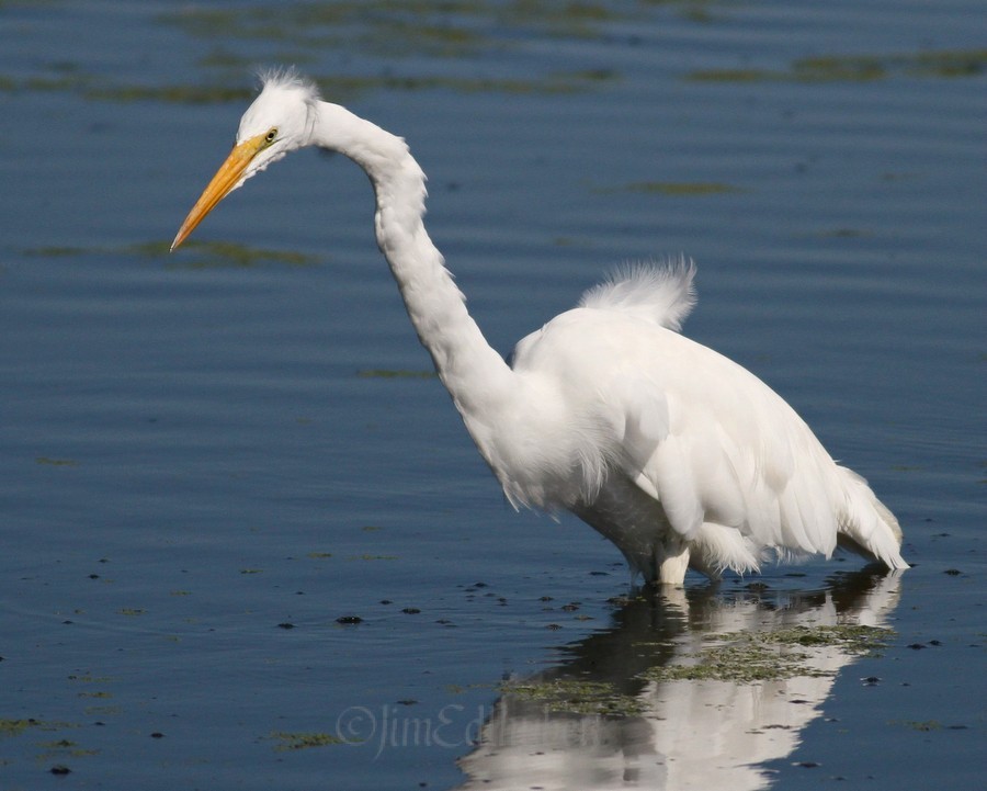 Great Egret