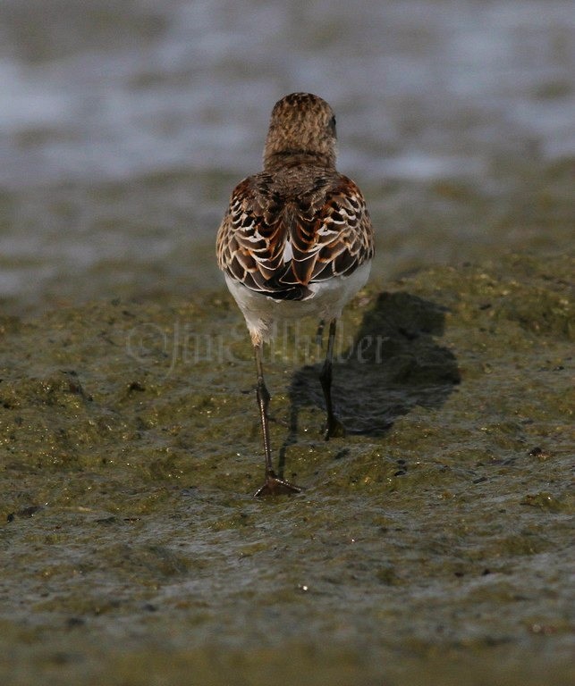 Western Sandpiper