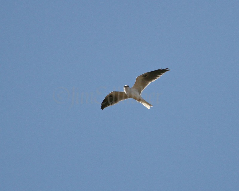 White-Tailed Kite