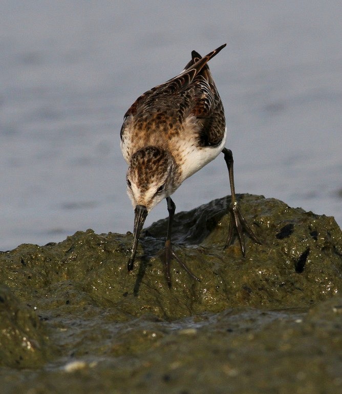 Western Sandpiper