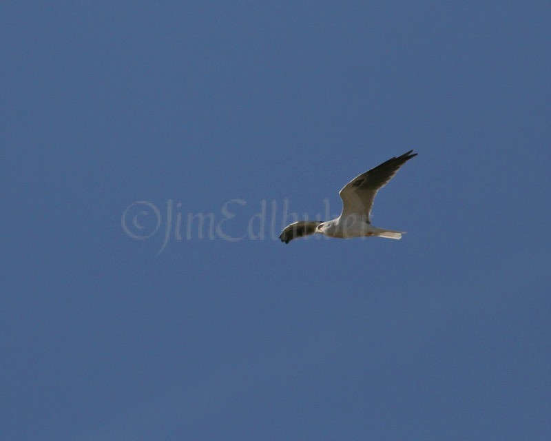 White-Tailed Kite